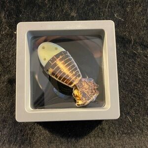 Cicada Enamel Pin - Brown & Cream Bug Design